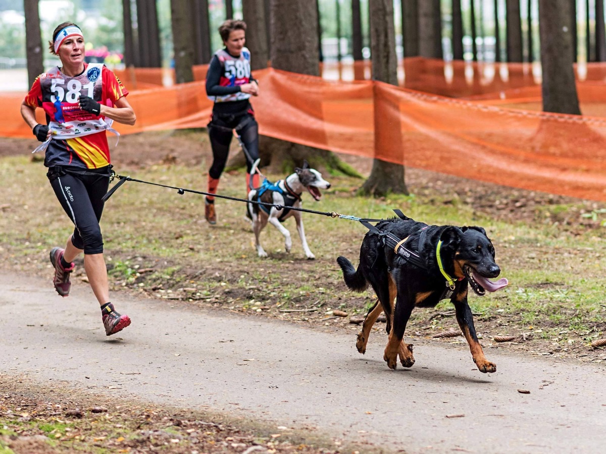 Deux coureurs et leurs chiens en canicross sur un sentier en forêt