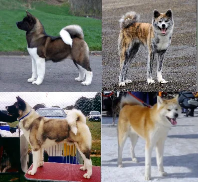 Akita inu