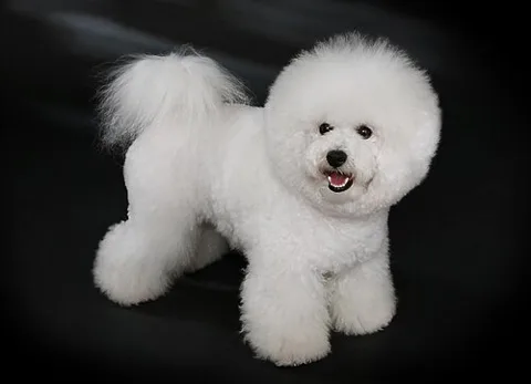 Bichon frisé
