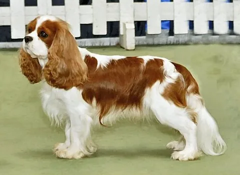 Cavalier king charles