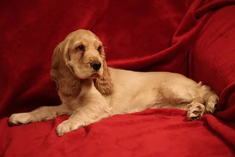Cocker anglais
