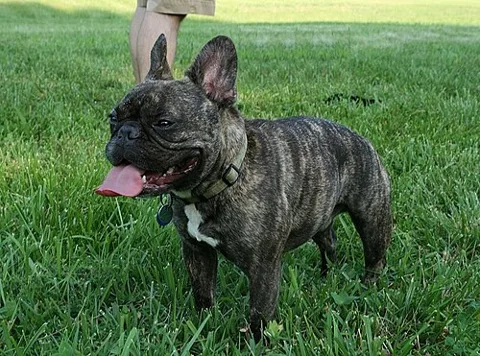 Bouledogue français