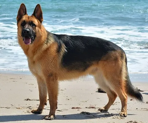 Berger allemand