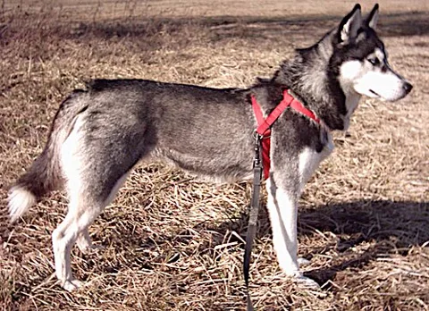 Husky sibérien