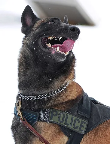 Berger belge malinois