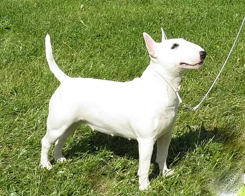 Bull terrier miniature