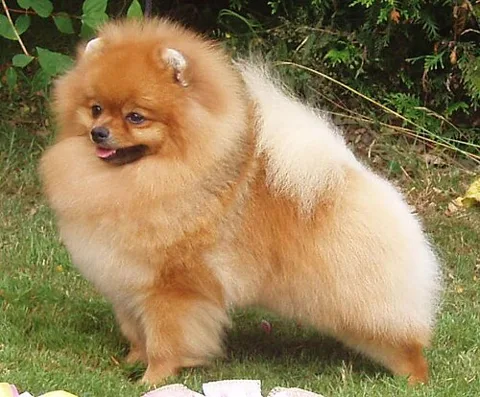Spitz nain