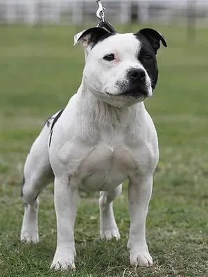Staffordshire bull terrier