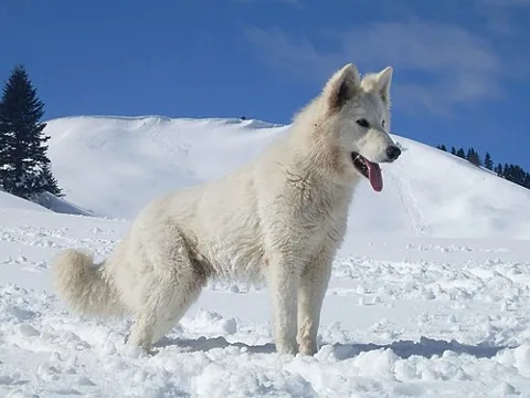Berger blanc suisse