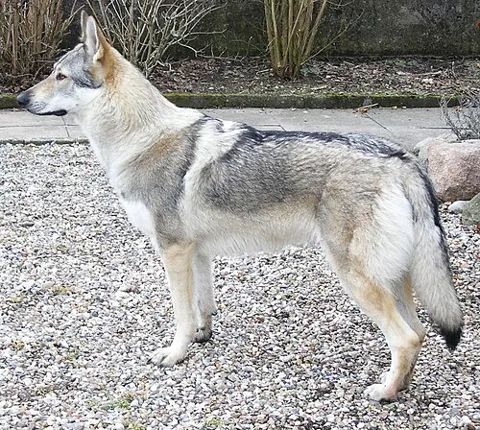 Chien-loup tchécoslovaque