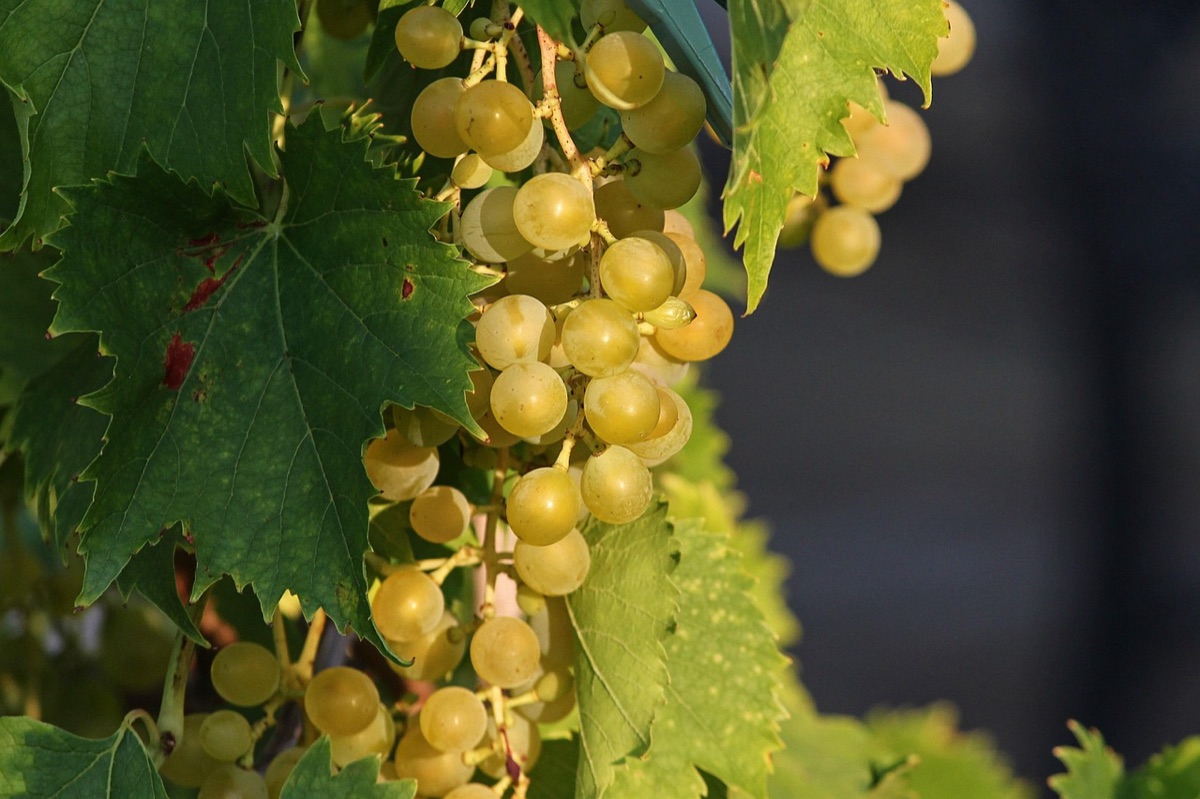 Une grappe de raisin blanc sur la vigne, entre les feuilles