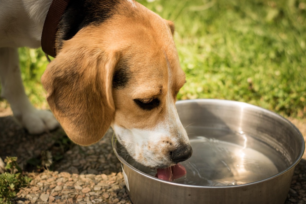 Un beagle boit dans une grande gamelle en inox posée dans l’herbe