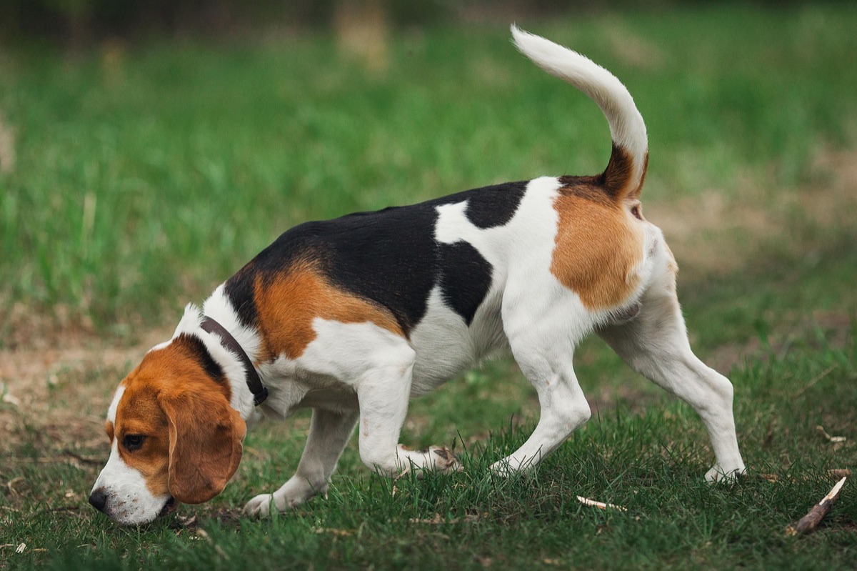 Un beagle tricolore renifle l’herbe d’une prairie, queue dressée