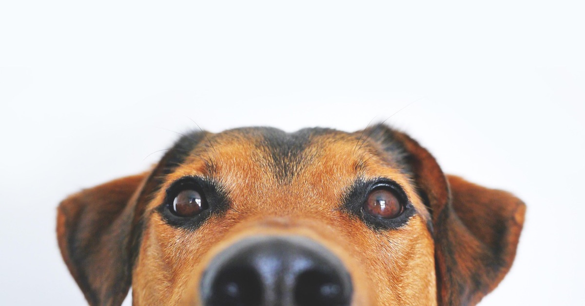 Gros plan sur la truffe et les yeux d’un chien croisé aux oreilles tombantes