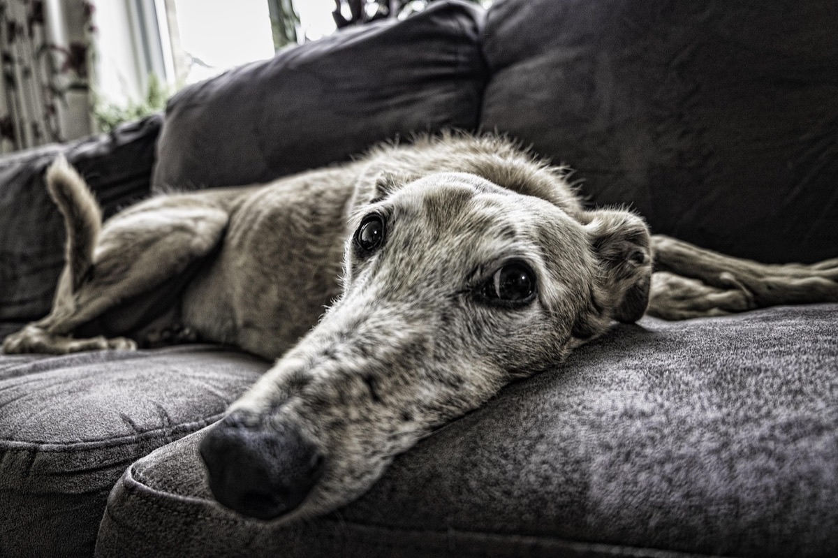 Un lévrier gris couché sur un canapé, la tête posée sur l’accoudoir, l’air de s’ennuyer
