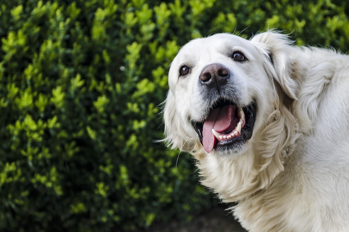 Un golden retriever souriant, gueule ouverte, devant une haie verte