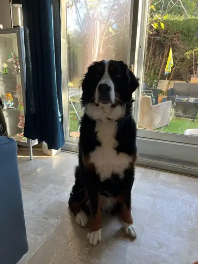 Bouvier Bernois — client éducation canine Jordan Mathieu