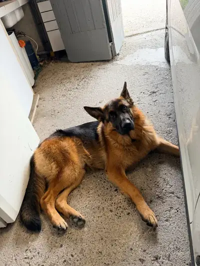 Berger Allemand — client éducation canine Jordan Mathieu