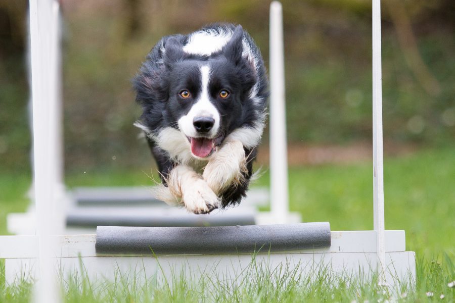 Border Collie noir et blanc sautant une haie basse de flyball, oreilles au vent