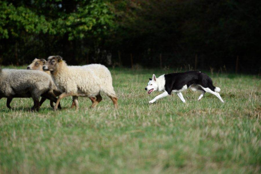 Border Collie noir et blanc courant derrière trois moutons dans un pré
