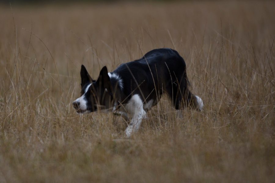 Jeune Border Collie noir et blanc tête basse et corps tendu dans les hautes herbes