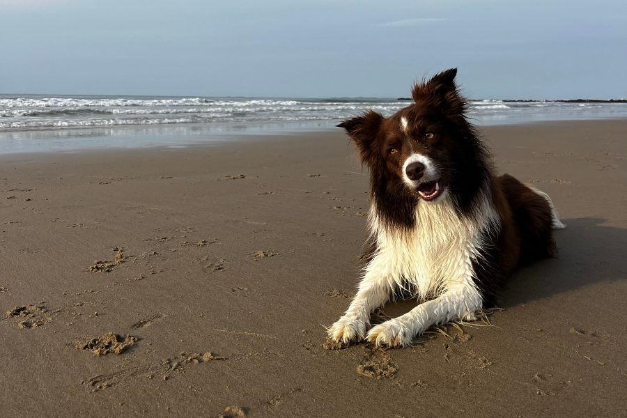 Border Collie marron et blanc couché sur le sable mouillé au bord de la mer