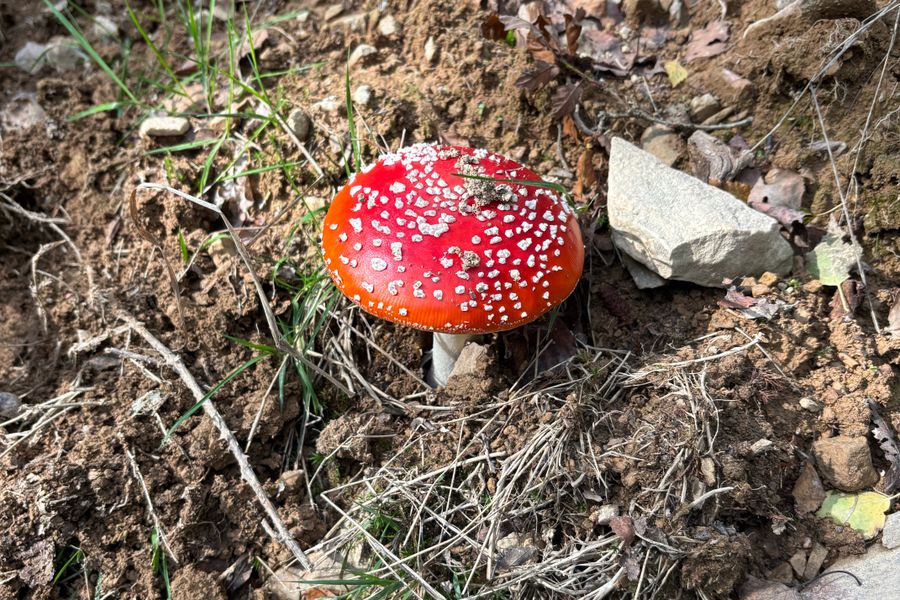Amanite tue-mouches au chapeau rouge à points blancs sur un sol forestier