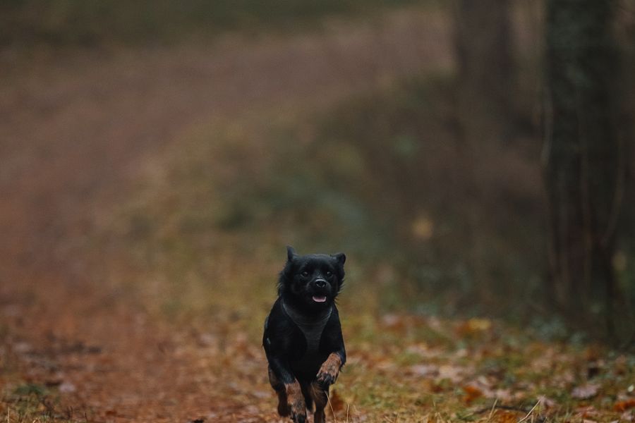 Chien noir courant sur un sentier forestier couvert de feuilles d'automne
