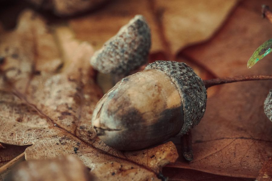 Gland de chêne posé sur des feuilles mortes brunes