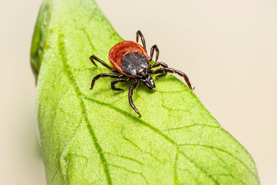 Tique Ixodes ricinus en gros plan sur une feuille verte