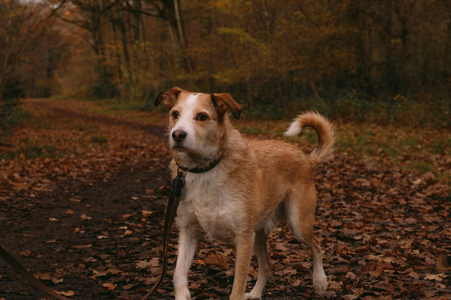 Chien tenu en laisse sur un chemin forestier couvert de feuilles d'automne