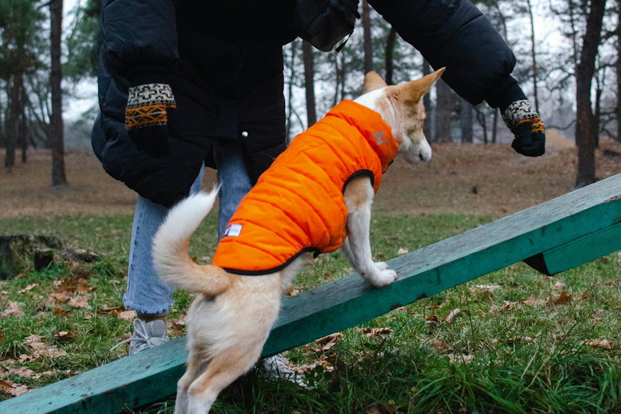 Chien en manteau orange fluo faisant un exercice d'équilibre dans une pinède en automne