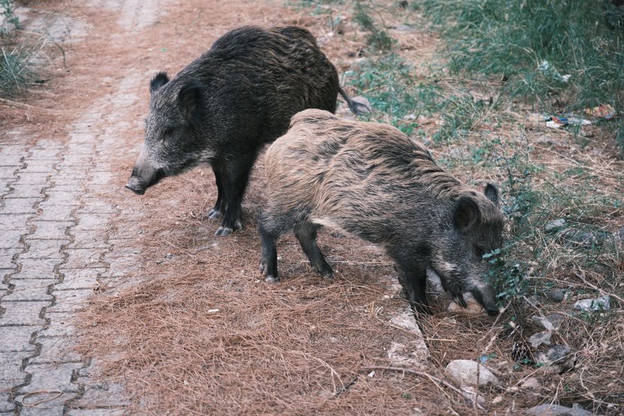 Deux sangliers fouillant le sol au bord d'un chemin