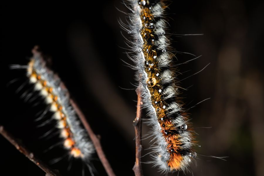 Gros plan de chenilles processionnaires du pin couvertes de poils, sur une branche