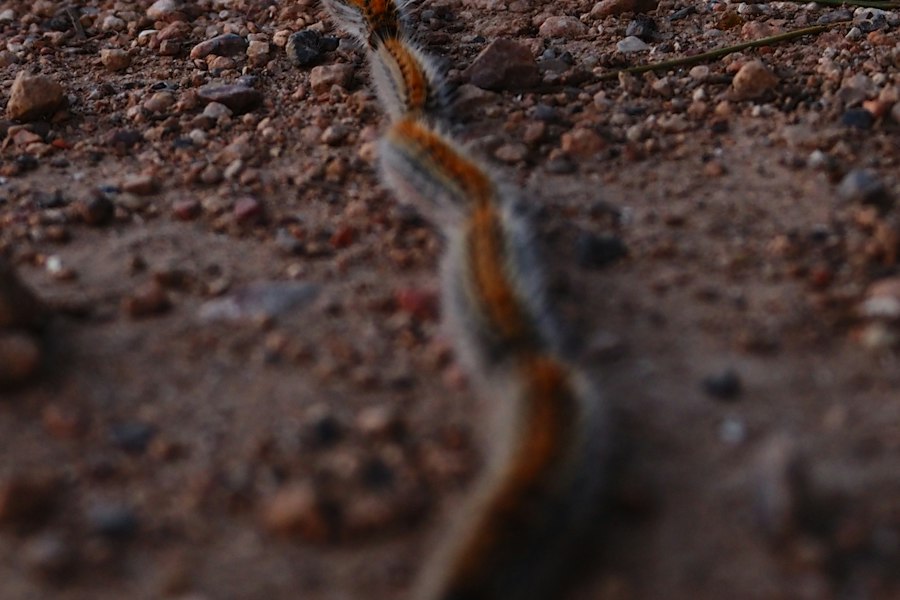 Chenilles processionnaires avançant en file indienne sur un sol caillouteux