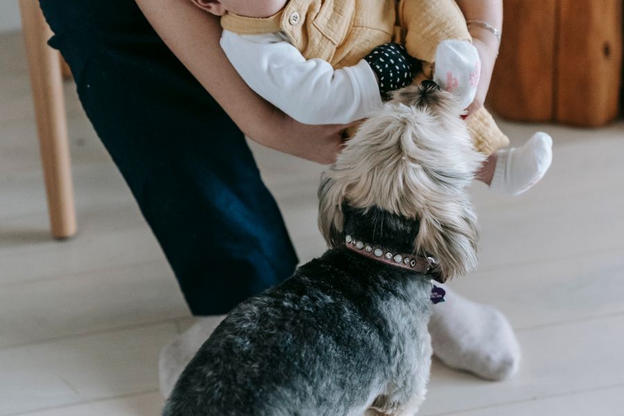 Une maman tient son bébé dans les bras pendant que son petit chien renifle calmement les pieds du bébé