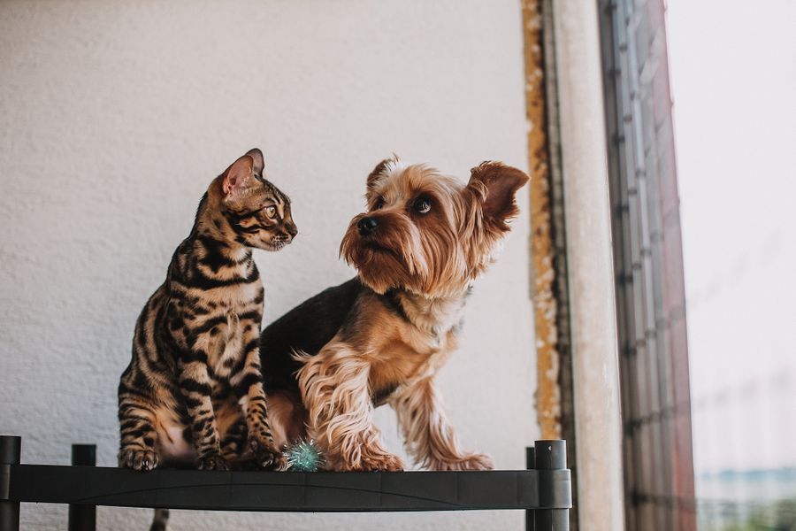Un chat bengal et un yorkshire terrier assis côte à côte sur une étagère près d'une fenêtre