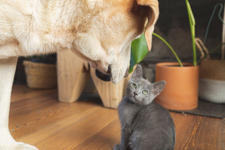 Un labrador renifle doucement un chaton gris assis sur un parquet