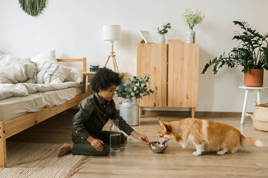 Un jeune garçon pose une gamelle devant un corgi dans une chambre lumineuse