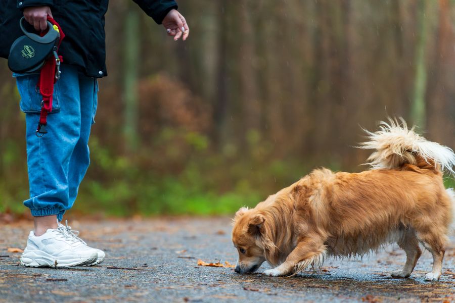 Petit chien roux reniflant une allée forestière couverte de feuilles, à côté de son maître