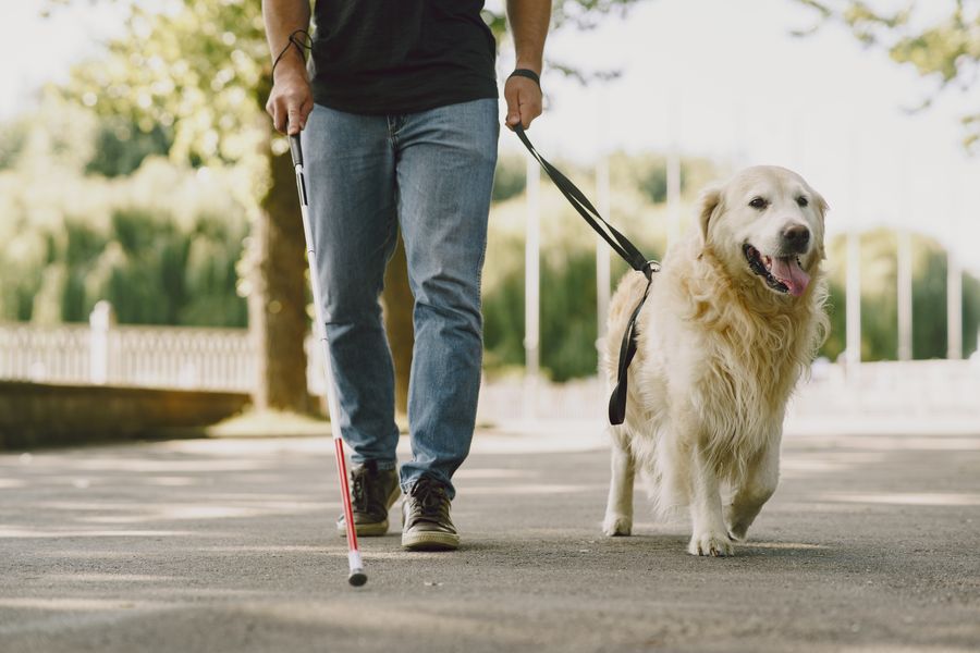 Homme avec une canne blanche marchant avec un chien guide golden retriever en laisse