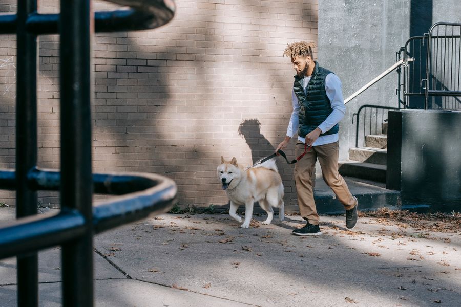 Homme promenant un chien de type Akita en laisse sur un trottoir en automne