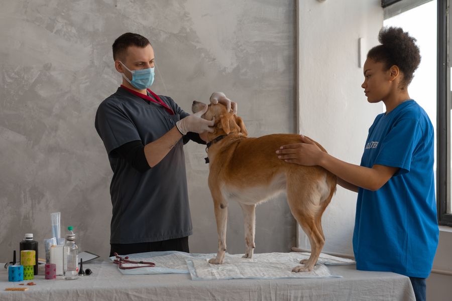 Vétérinaire examinant un chien roux sur une table de consultation, aidée par une assistante