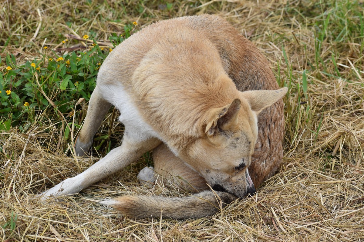 Un chien beige couché dans l’herbe sèche se gratte avec la patte arrière
