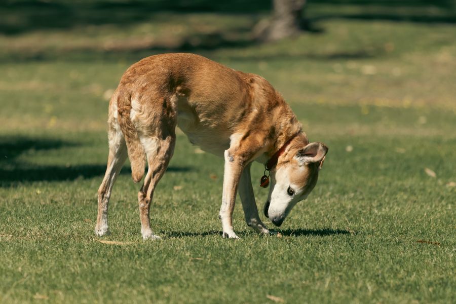 Un vieux chien au poil fauve renifle l'herbe dans un parc ensoleillé