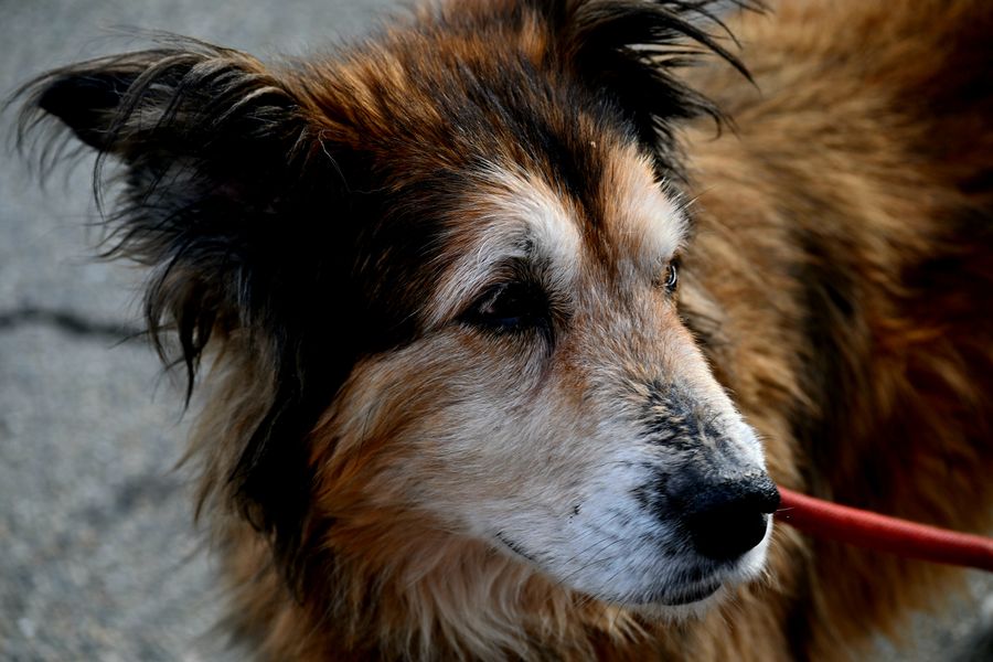 Portrait d'un vieux chien au museau blanchi, tenu en laisse rouge à l'extérieur