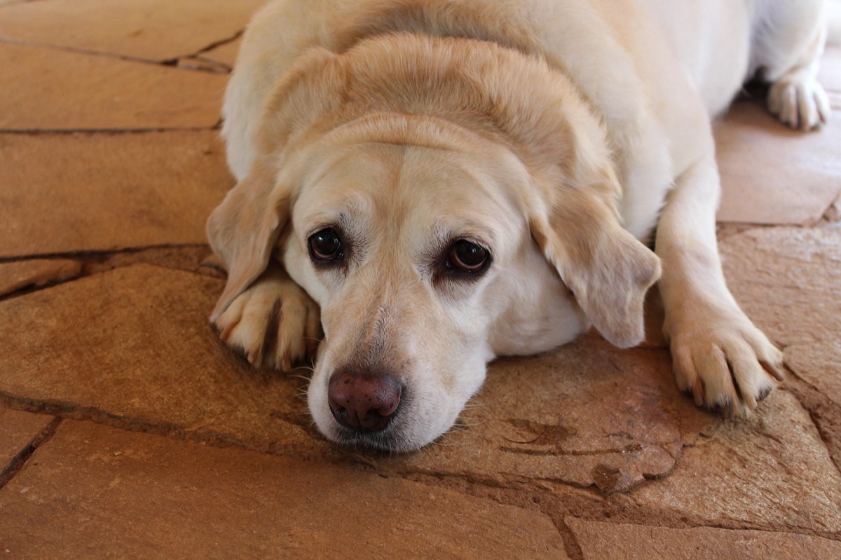 Un labrador sable couché sur un sol en pierre, la tête posée au sol, l’air fatigué