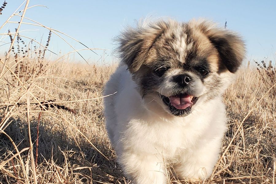 Petit chien à poils longs avançant dans des herbes sèches