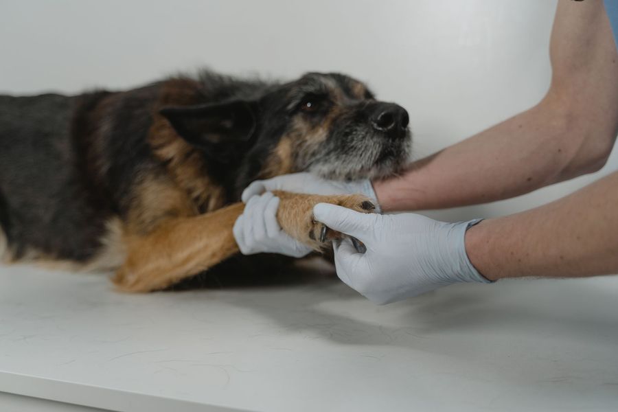 Mains gantées examinant la patte d'un chien