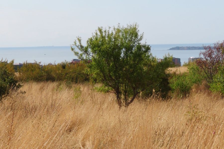 Sentier bordé de hautes herbes sèches et dorées avec la mer au loin